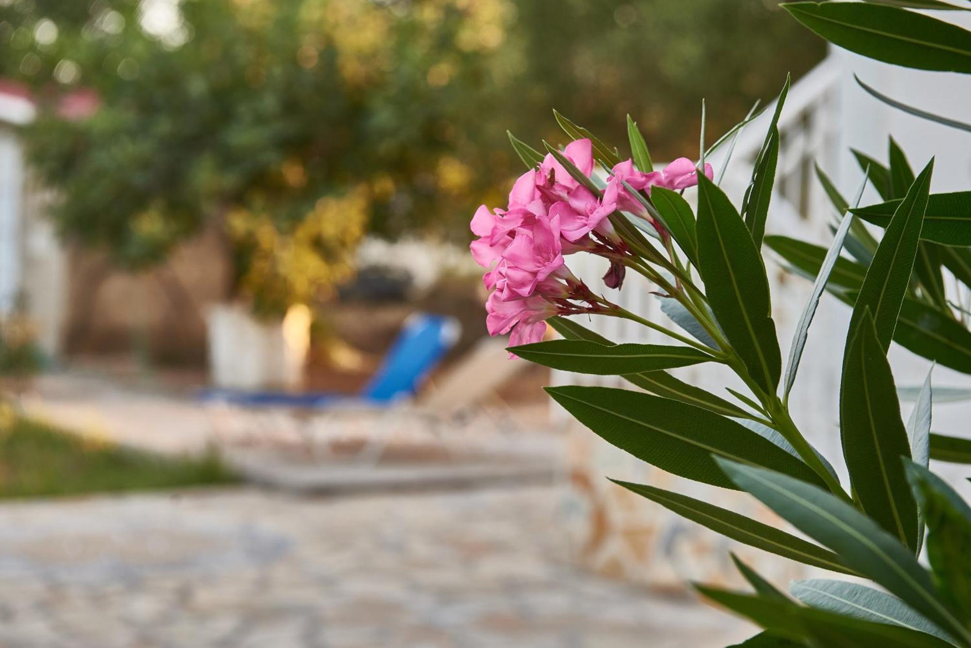 Villa Rania / Zante Drosia Kypseli Екстериор снимка