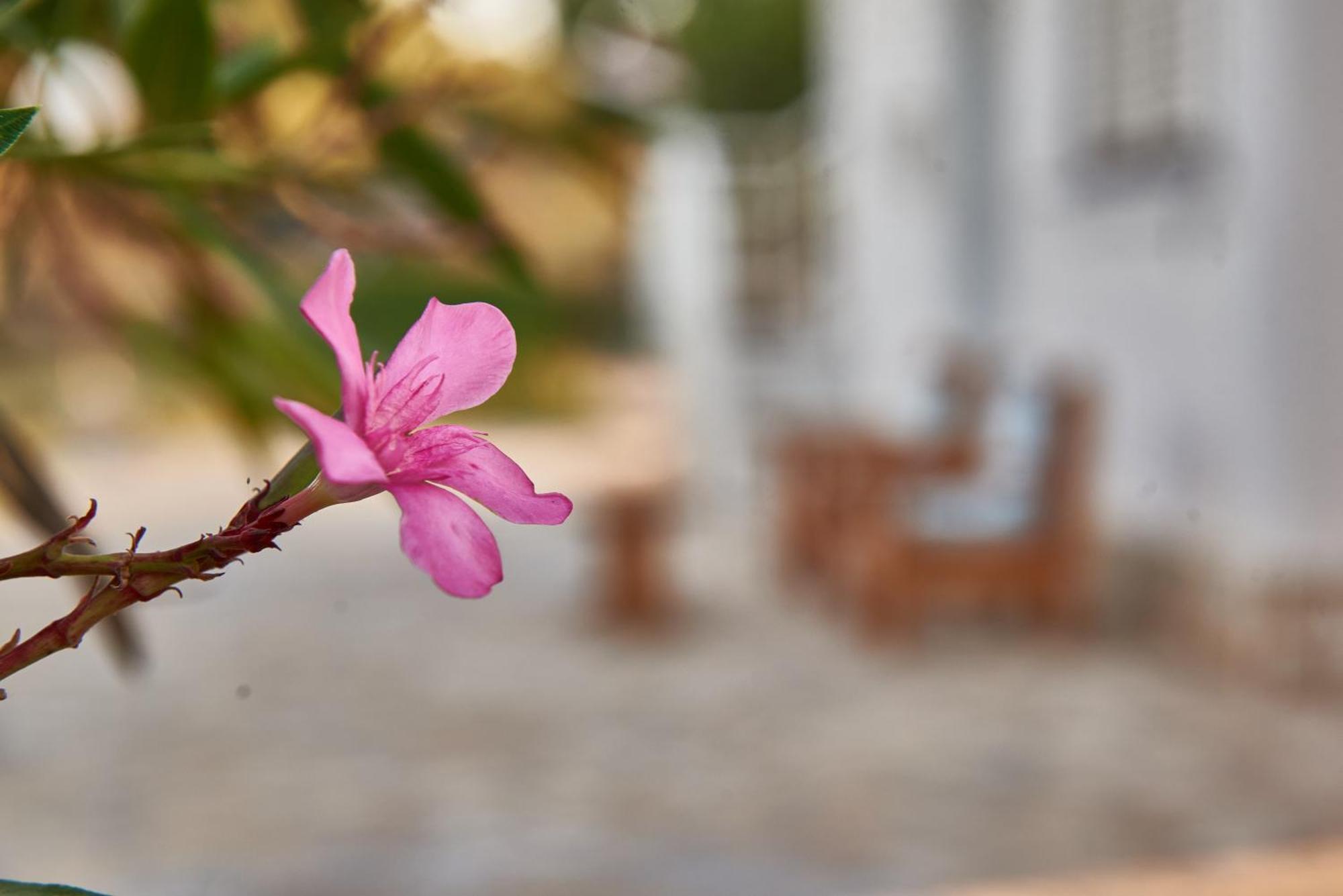Villa Rania / Zante Drosia Kypseli Екстериор снимка