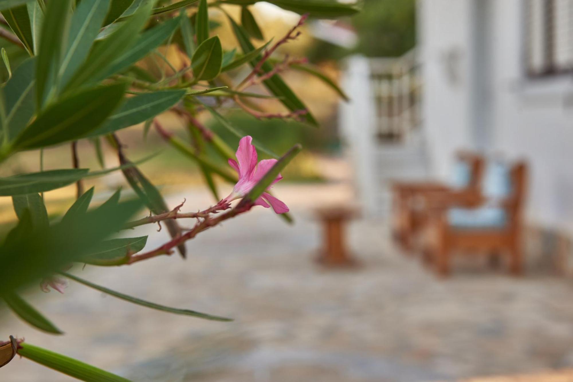 Villa Rania / Zante Drosia Kypseli Екстериор снимка